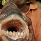 Illustration for article titled This Fish Has Teeth So Big It Bites People's Balls Off